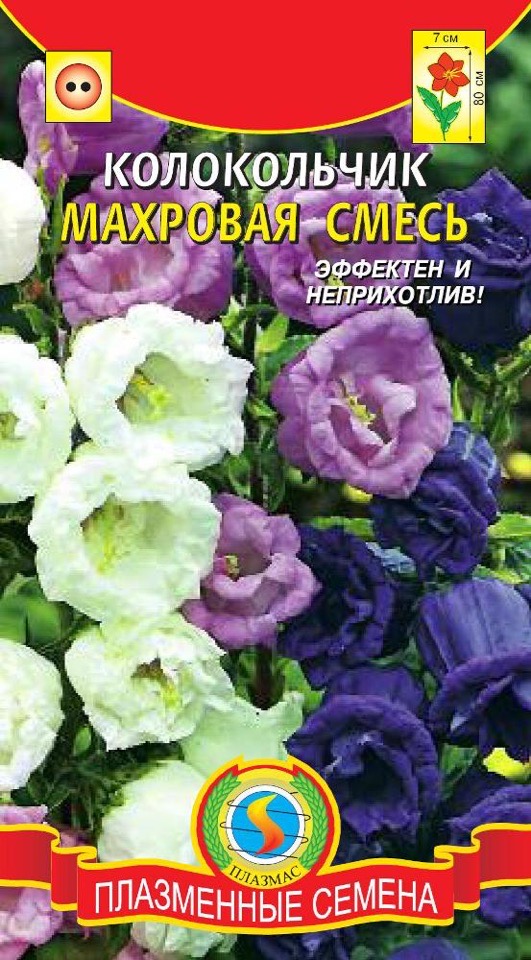 Колокольчик средний махровый фото