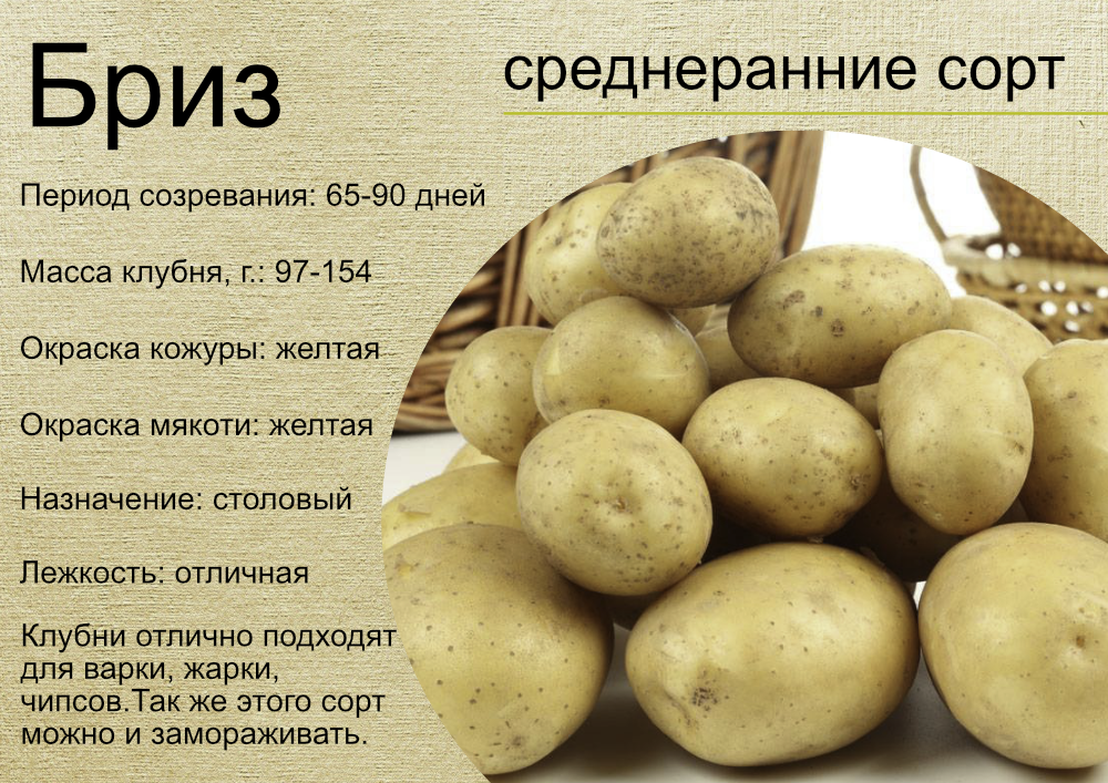 Колобок картофель характеристика
